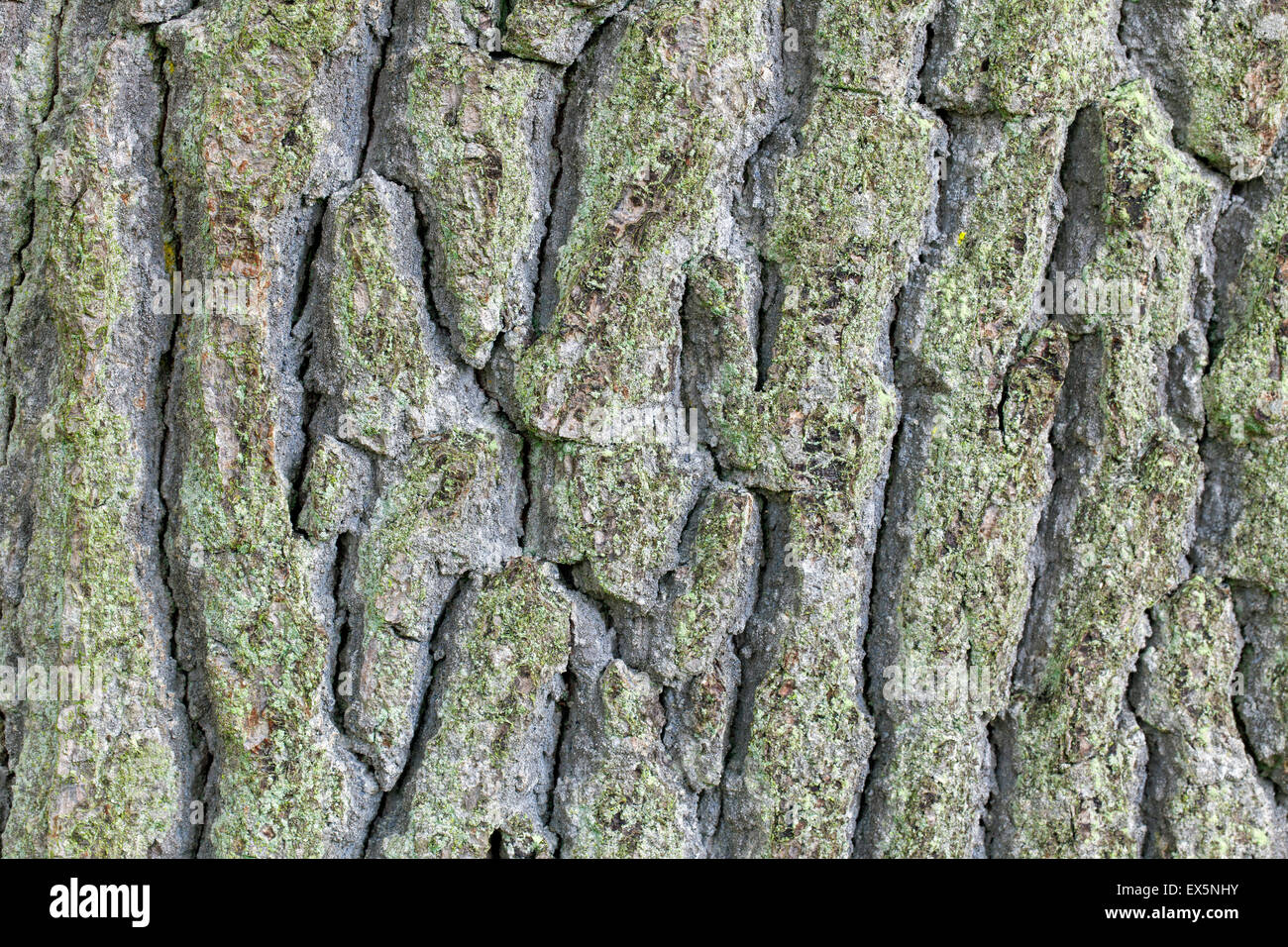 Écorce de chêne anglais / français / le chêne pédonculé (Quercus robur) close up Banque D'Images