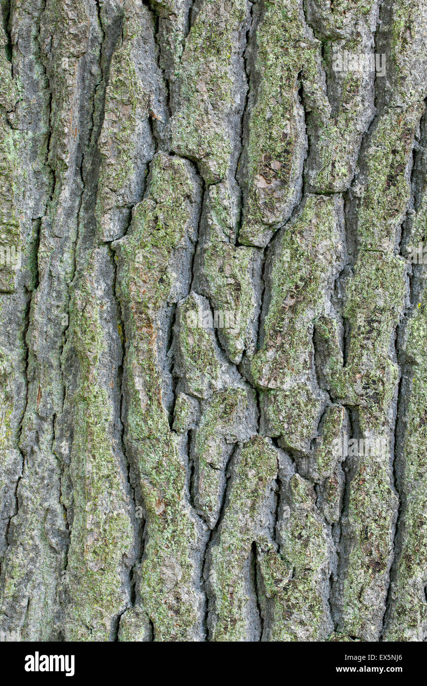 Écorce de chêne anglais / français / le chêne pédonculé (Quercus robur) close up Banque D'Images