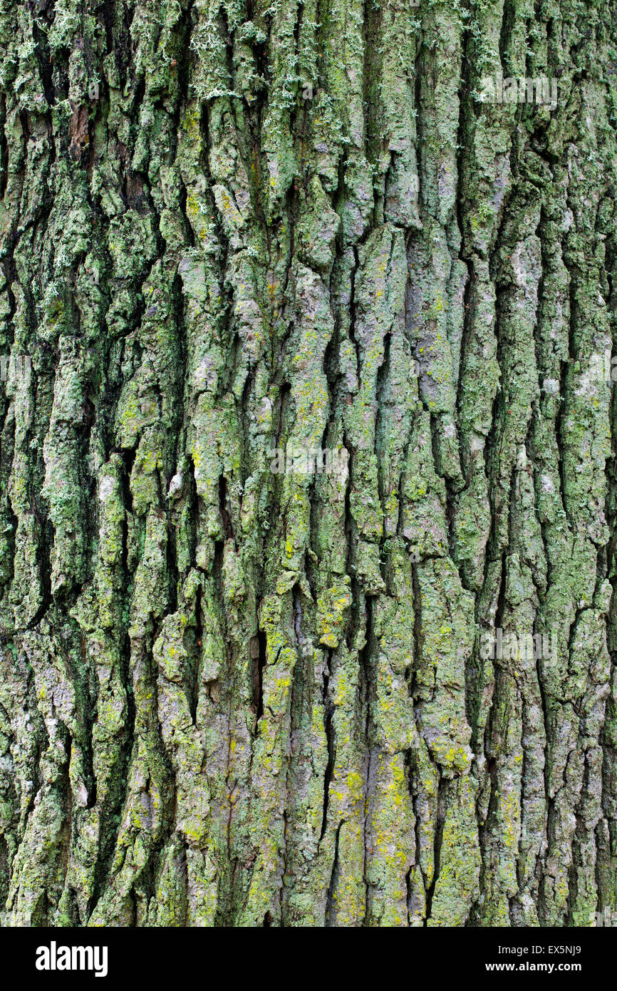 Écorce de chêne anglais / français / le chêne pédonculé (Quercus robur) recouvert de lichen Banque D'Images