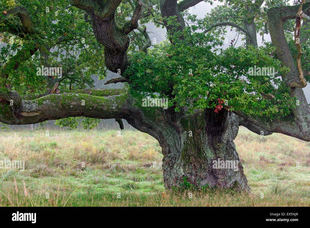 L'épaisseur de chêne anglais / français / le chêne pédonculé (Quercus robur) dans la zone dans la brume Banque D'Images