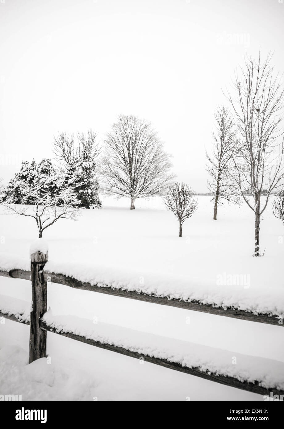 Lonely tree dans un champ couvert de neige dans le matin Banque D'Images