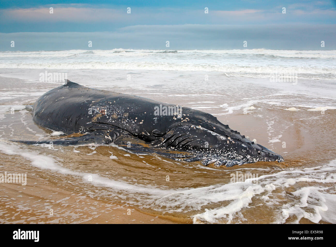 Baleine Morte Sur La Plage Banque De Photographies Et D images Haute baleine-morte-sur-la-plage-banque-de-photographies-et-d-images-haute