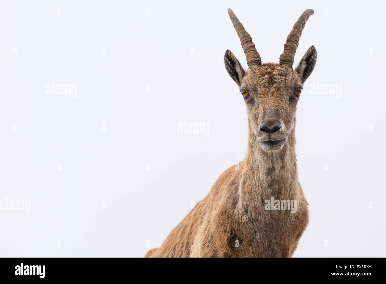 Vue avant et jusqu'à la taille d'un bouquetin (Capra ibex) looking at camera contre white ciel nuageux, Alpes italiennes. Banque D'Images