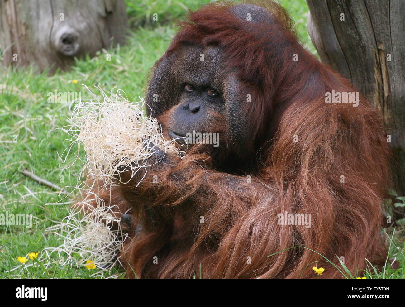 Mâle mature orang-outan (Pongo pygmaeus) Banque D'Images
