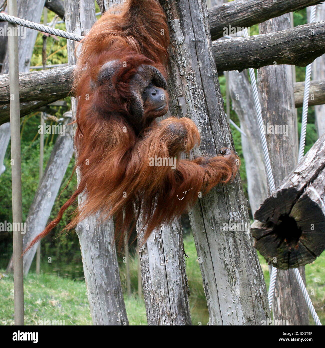 Alpha Male mature escalade Kevin, orang-outan (Pongo pygmaeus) à Apenheul primate Zoo, Apeldoorn, Pays-Bas Banque D'Images