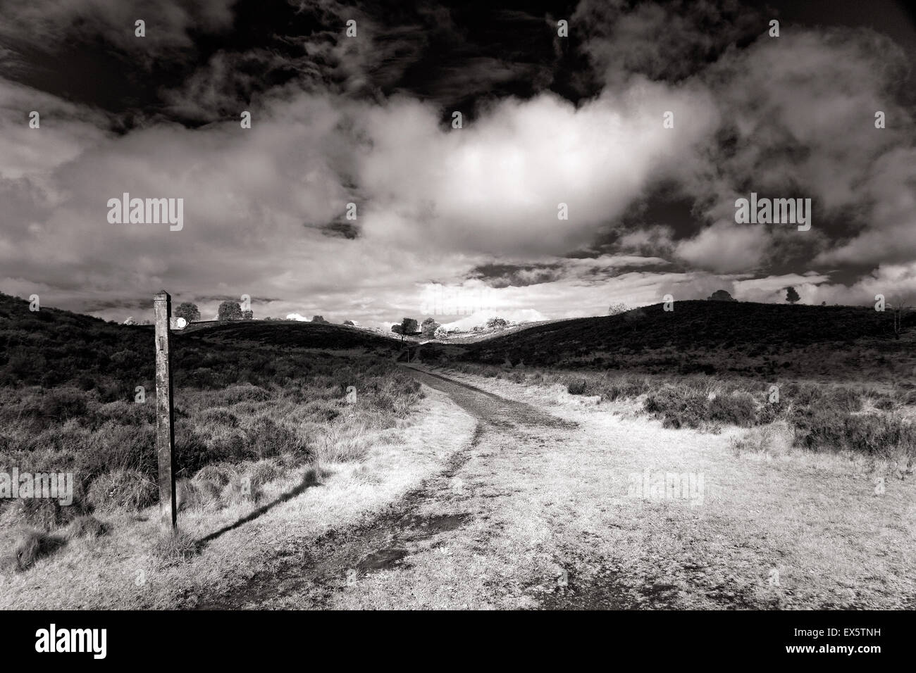 Paysage noir et blanc photographie de Staffordshire Way sentier à travers la vallée de Sherbrook au printemps sur Cannock Chase AONB Salon Banque D'Images