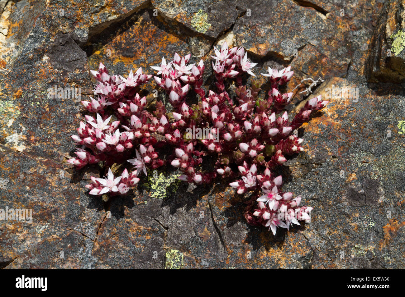 Stonecrop Sedum Anglicum (anglais) croissant sur rock Banque D'Images