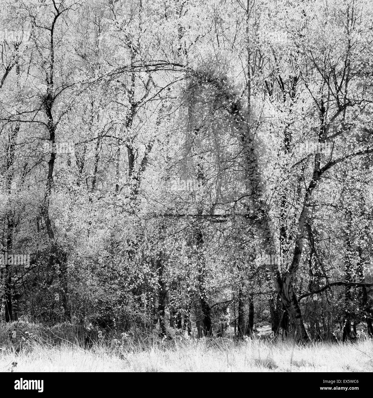 Photographie en noir et blanc d'escalade Ivy si bouleau au printemps sur Cannock Chase AONB Salon de Beauté Naturelle Exceptionnelle Banque D'Images