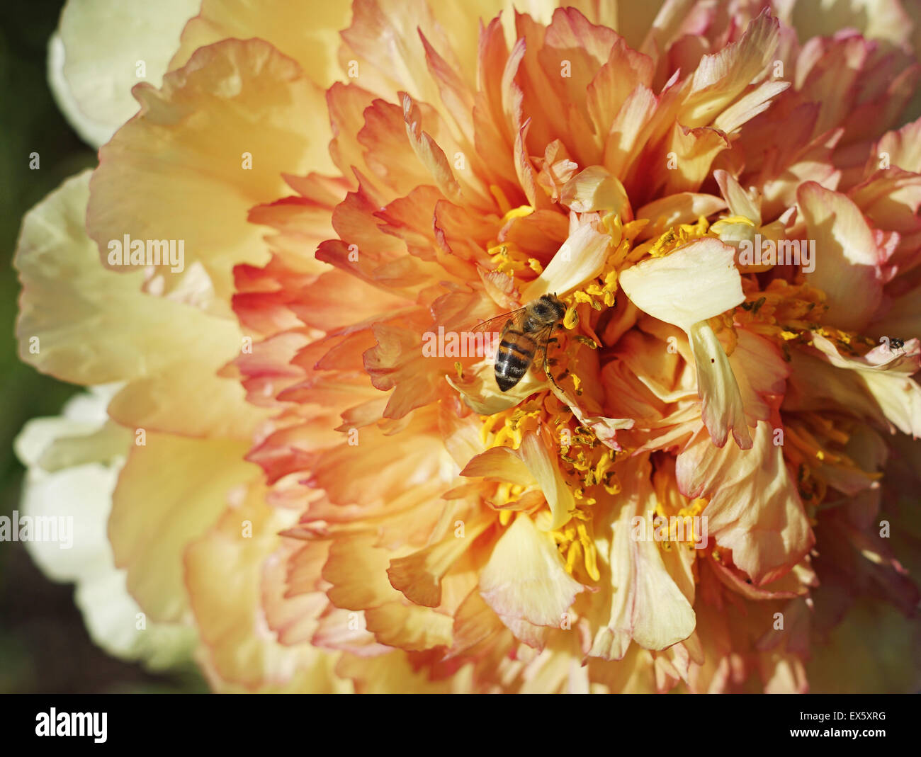 Une abeille visite d'une fleur de pivoine jaune Banque D'Images