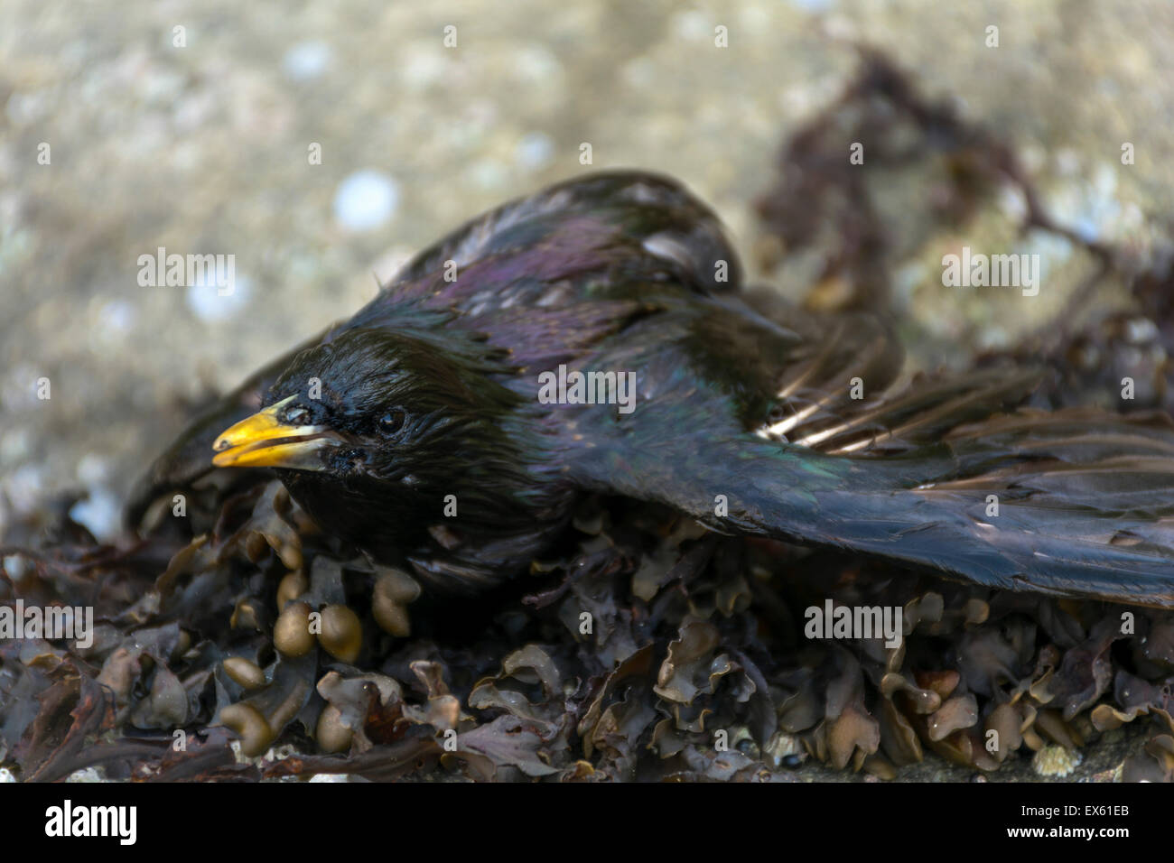 Starling bec jaune blessé Banque D'Images