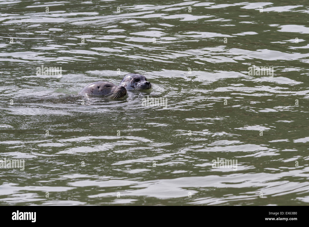 Maman et bébé phoque nager dans une crique protégée de la côte de Californie Banque D'Images