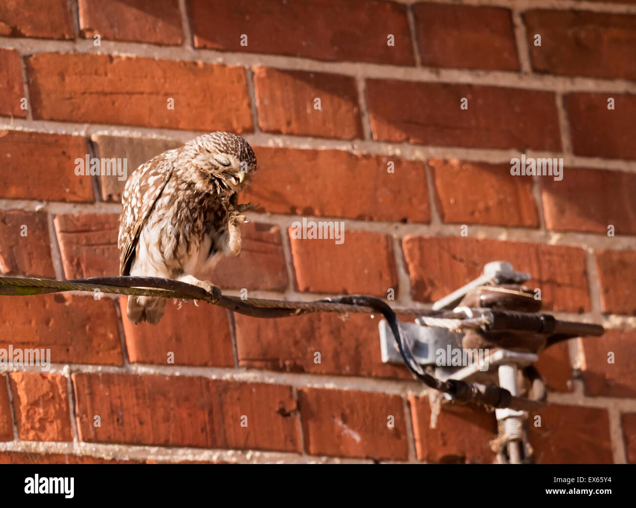 Jeune Chouette chevêche (Athene noctua) rayer Banque D'Images