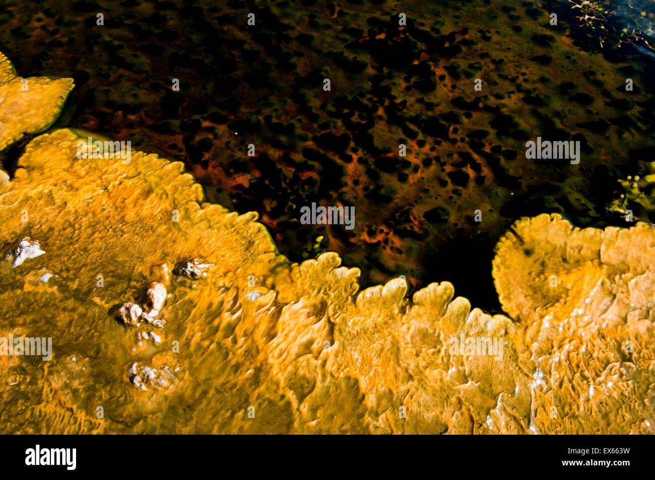 Les algues et les microorganismes thermophiles dans les sources chaudes dans le coin supérieur Geyser Basin dans le Parc National de Yellowstone WY Banque D'Images