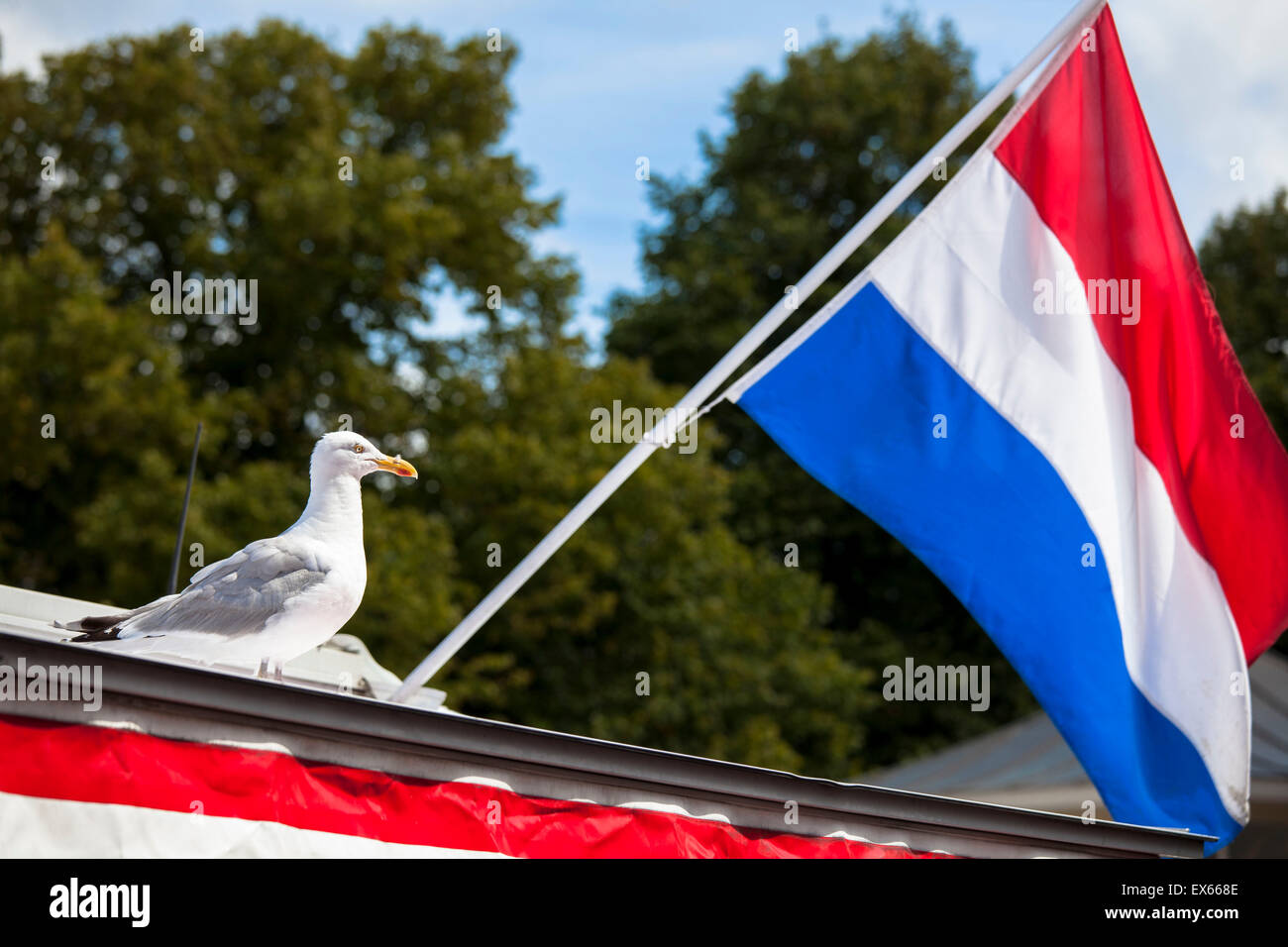 L'Europe, Pays-Bas, Zeeland, Zierikzee sur la presqu'île de Schouwen-Duiveland, Seagull sur un étal de poisson à la place du marché. Banque D'Images
