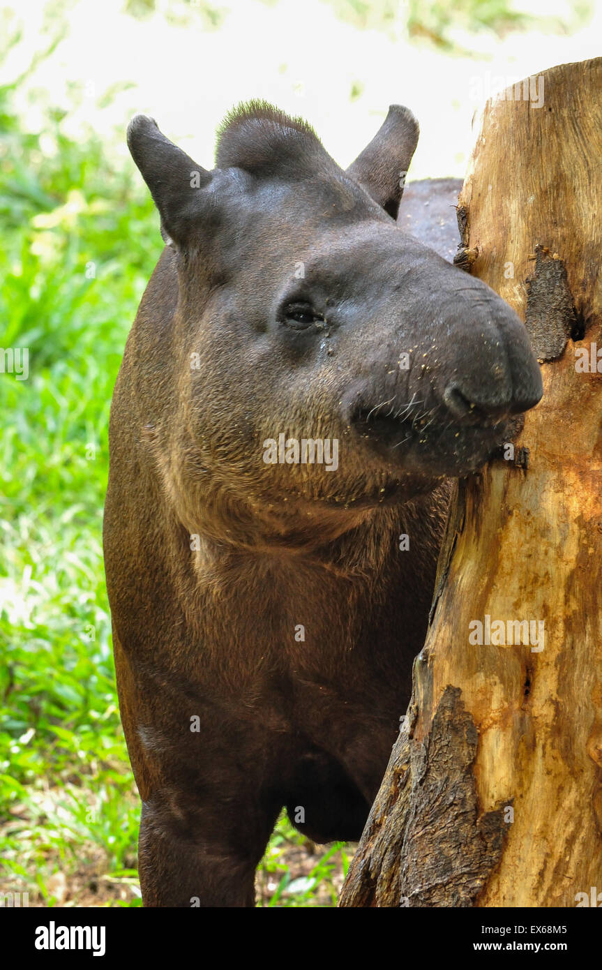 Le Tapir (Tapirus terrestris) Banque D'Images