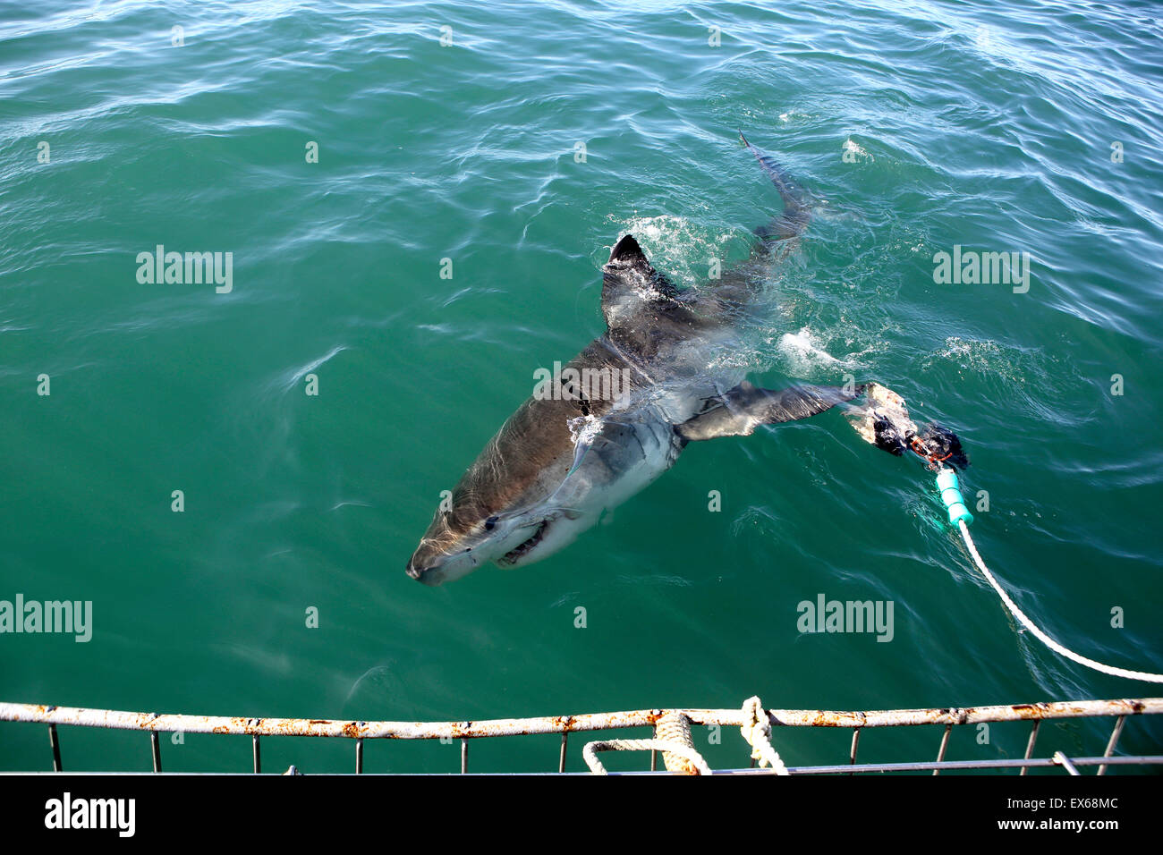Grande plongée en cage de requin blanc Banque de photographies et d — free download
