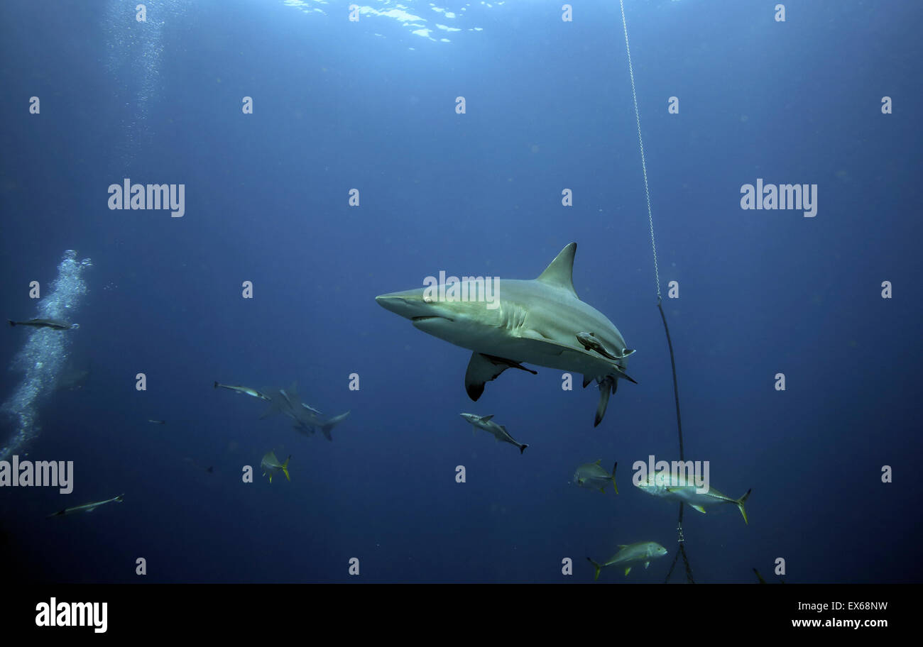 Oceanic blacktip requins et d'autres sous-marins poissons appâtés sur la plongée à Durban, Aliwal Shoal Banque D'Images