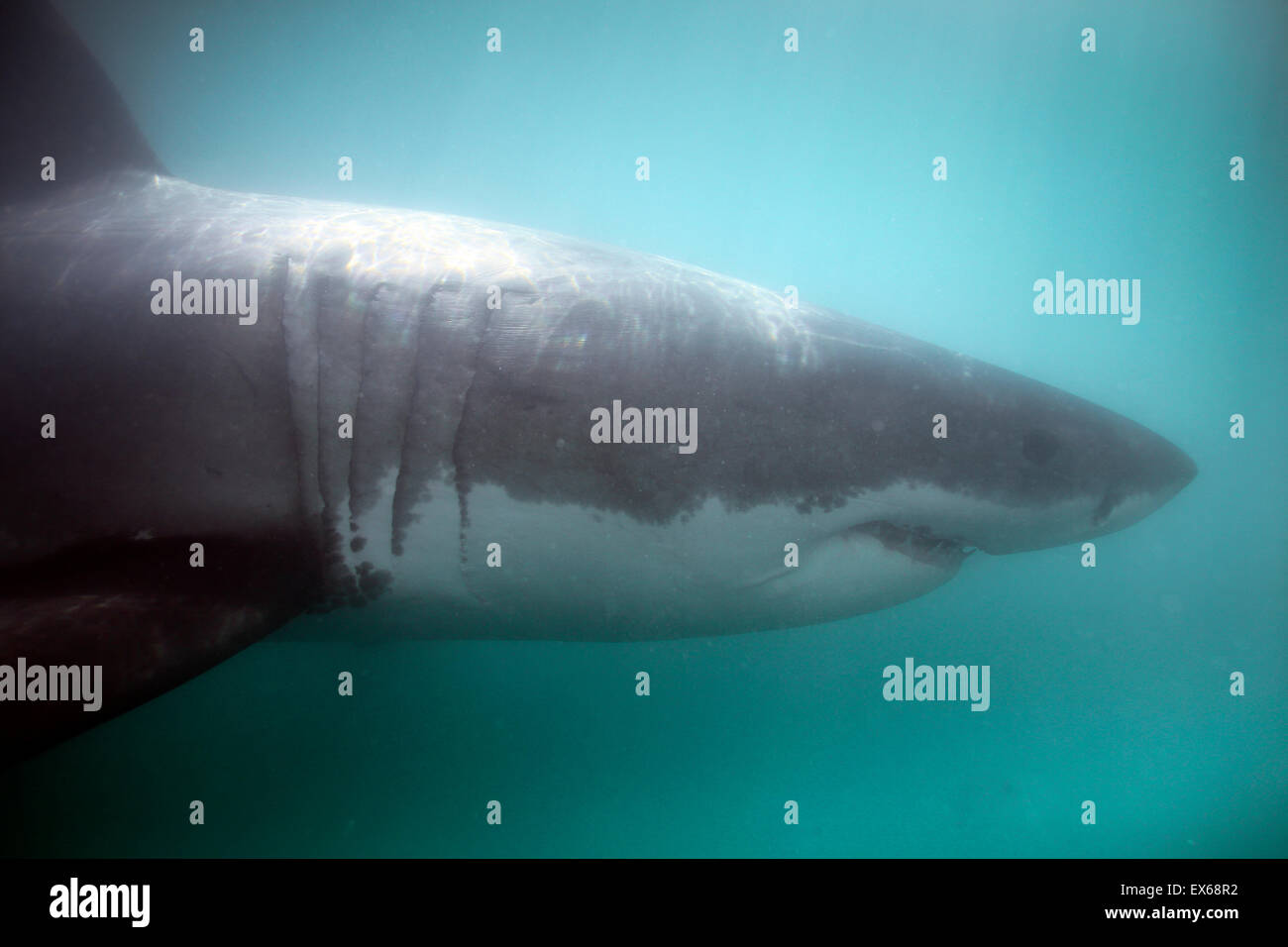 Vue sous-marine de grand requin blanc (Carcharodon carcharias) Banque D'Images