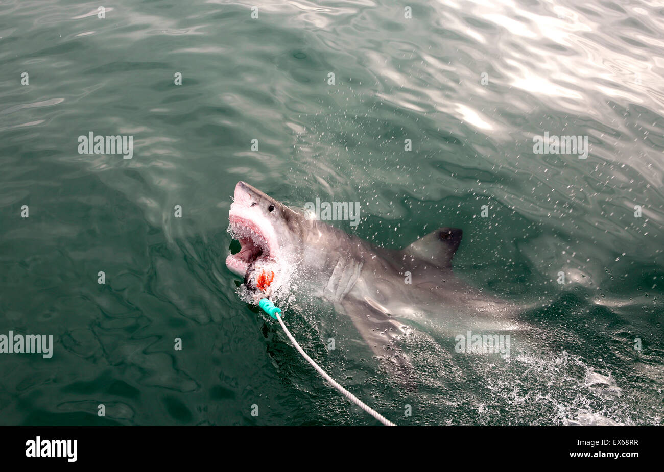 Grand requin blanc (Carcharodon carcharias) violer sur tête de thon au cours de l'appât voyage plongée shark cage Banque D'Images