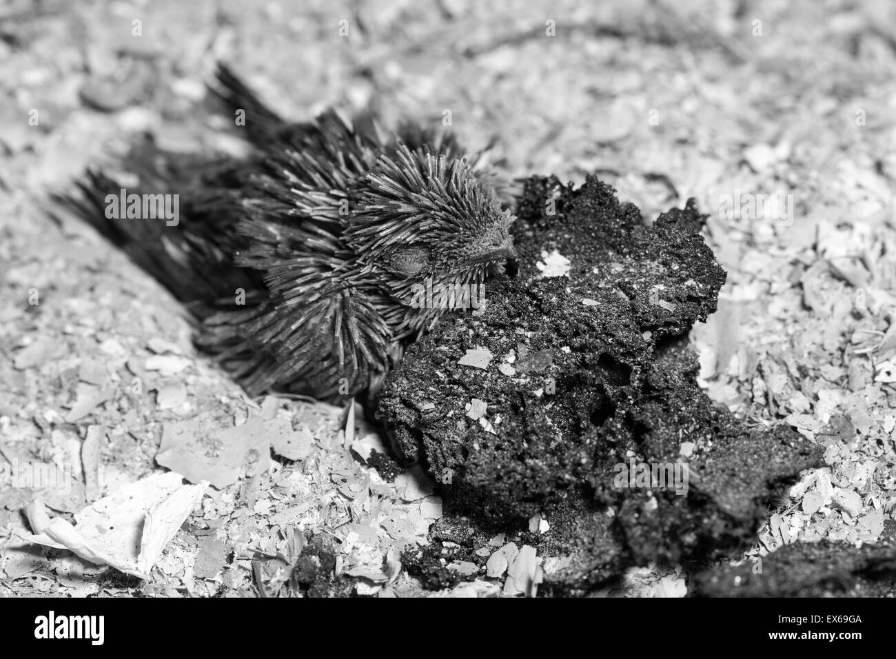 Bébé Martinet de Vaux piégées sur le marbre d'une cheminée après son nid tombé hors de la cheminée. Banque D'Images