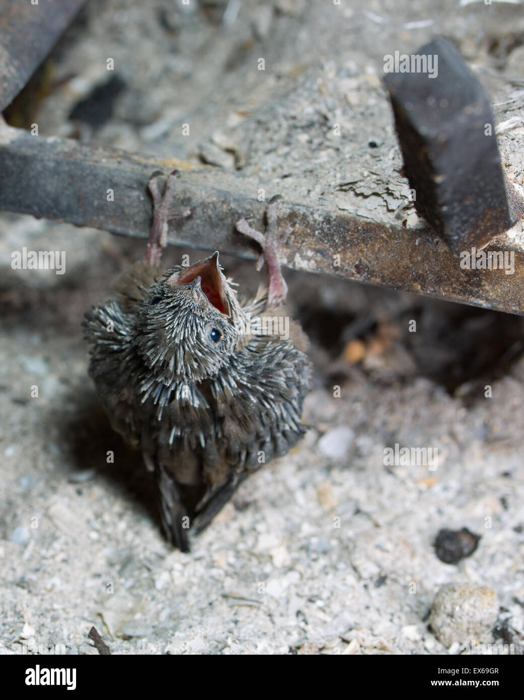 Bebe Martinet De Vaux Piegees Sur Le Marbre D Une Cheminee Apres Son Nid Tombe Hors De La Cheminee Photo Stock Alamy