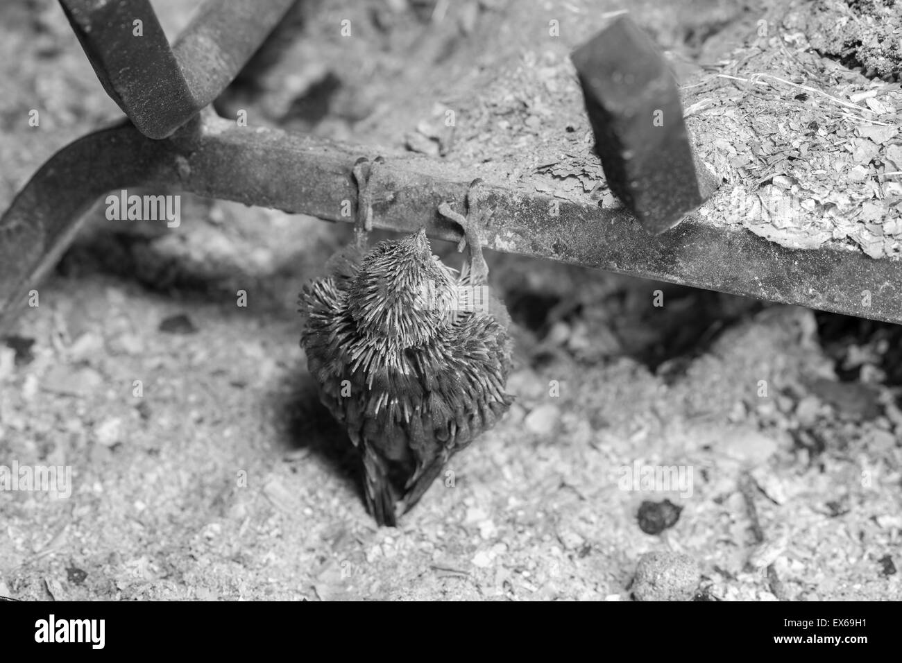 Bébé Martinet de Vaux piégées sur le marbre d'une cheminée après son nid tombé hors de la cheminée. Banque D'Images