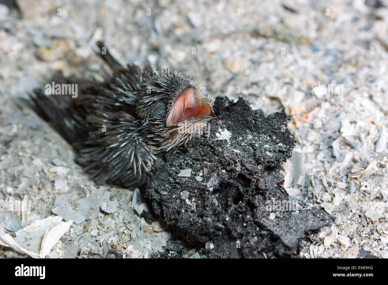 Bebe Martinet De Vaux Piegees Sur Le Marbre D Une Cheminee Apres Son Nid Tombe Hors De La Cheminee Photo Stock Alamy