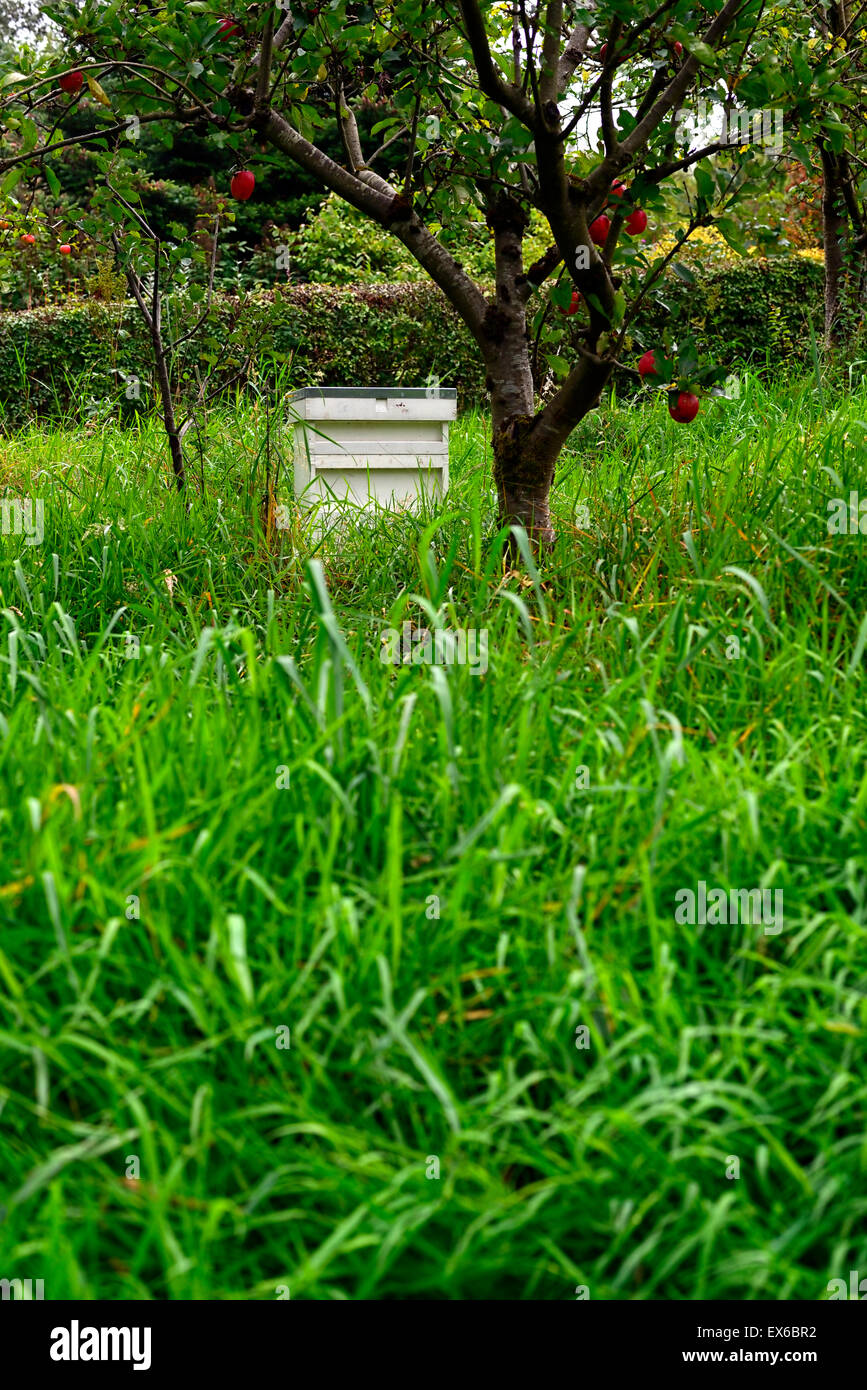 Ruche en bois blanc, fruits du verger de pommiers pollinisateurs pollinisation jardinage traditionnel naturel jardin floral RM Banque D'Images