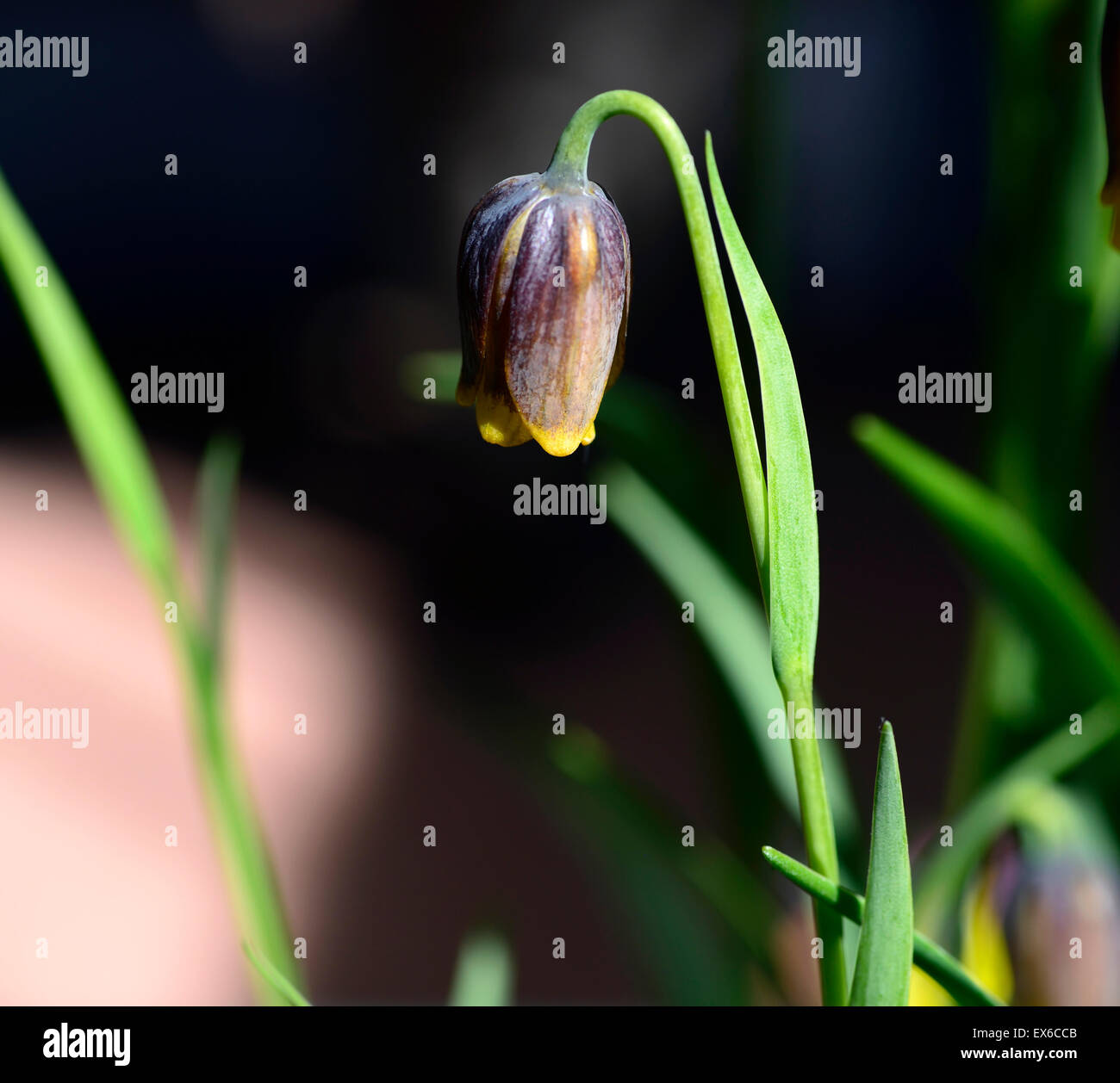 Fritillaria uva vulpis une floraison de fleurs pourpre simple plante de couleur bicolore jaune Floral portraits RM Banque D'Images