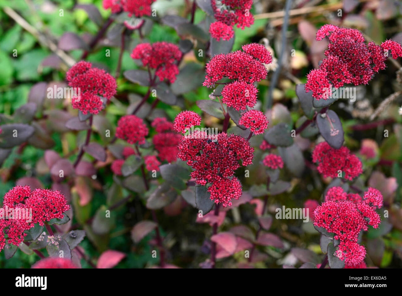 Sedum telephium red cauli Showy Stonecrop succulentes fleurs vivaces à fleurs cluster bee friendly Floral RM Banque D'Images