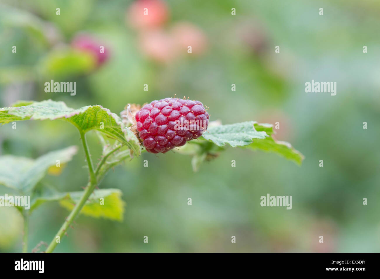 Les Rubus. Tayberry sur le bush en jardin d'été. selective focus Banque D'Images