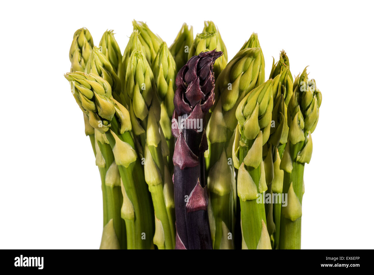Asparagus asparagus vert et rouge pourpre, Asparagus officinalis, printemps Le printemps des légumes, légumes, plantes, délicatement s Banque D'Images
