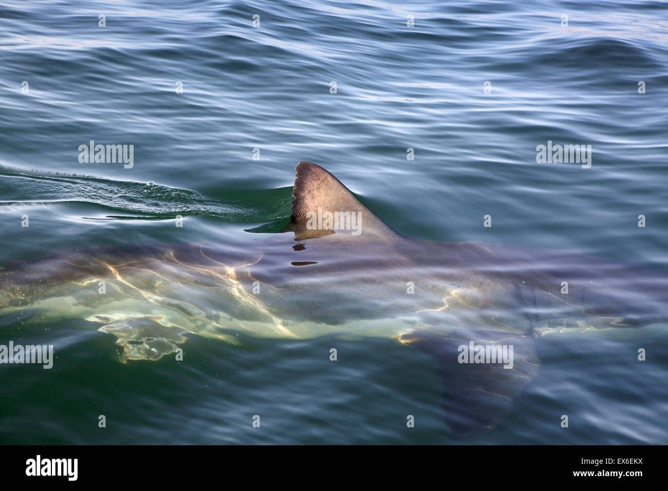 Grand requin blanc (Carcharodon carcharias) dorsale Banque D'Images