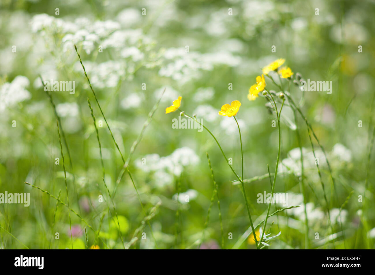 Fleurs renoncule jaune entouré de blanc damier fleuri Banque D'Images