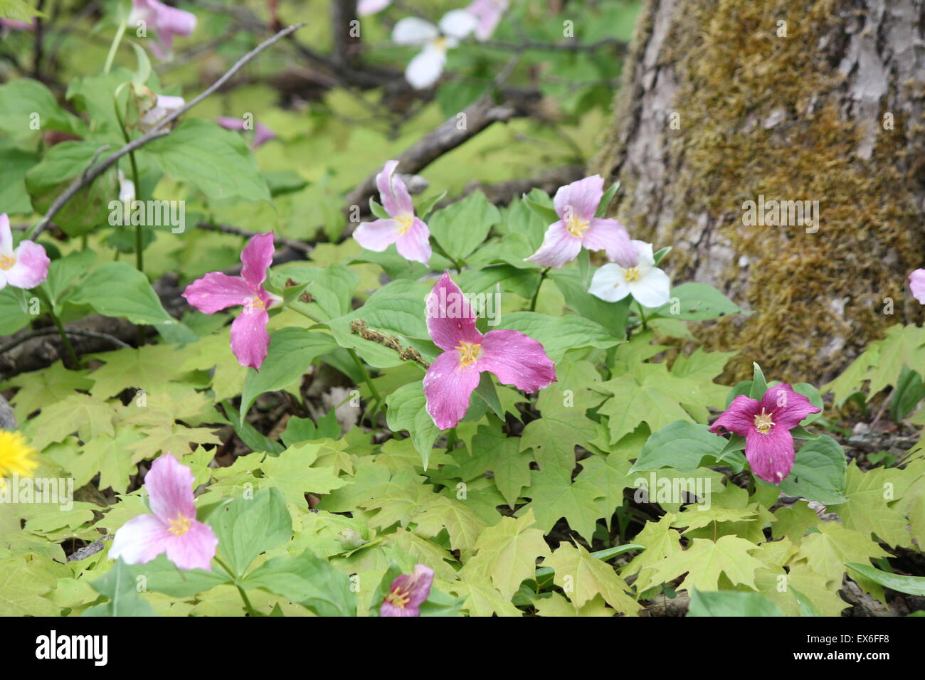 Violet, Blanc, Rosé et trilles- grandiflorum près du bord d'une forêt d'arbres remplis de SE de l'Ontario. Banque D'Images