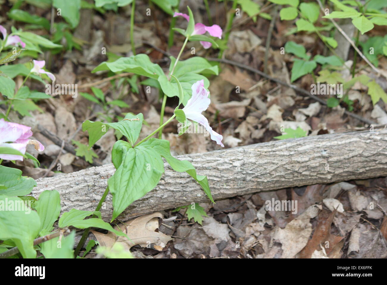 Et blanc rosâtre, trilles- grandiflorum près du bord d'une forêt d'arbres remplis de SE de l'Ontario. Banque D'Images