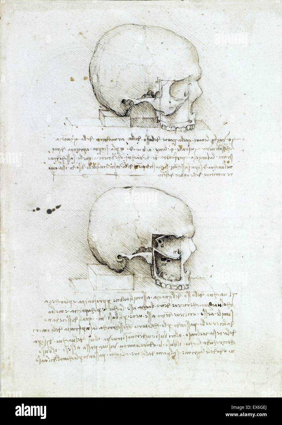 Dessin anatomique d'un crâne avec un texte de Léonard de Vinci Banque D'Images