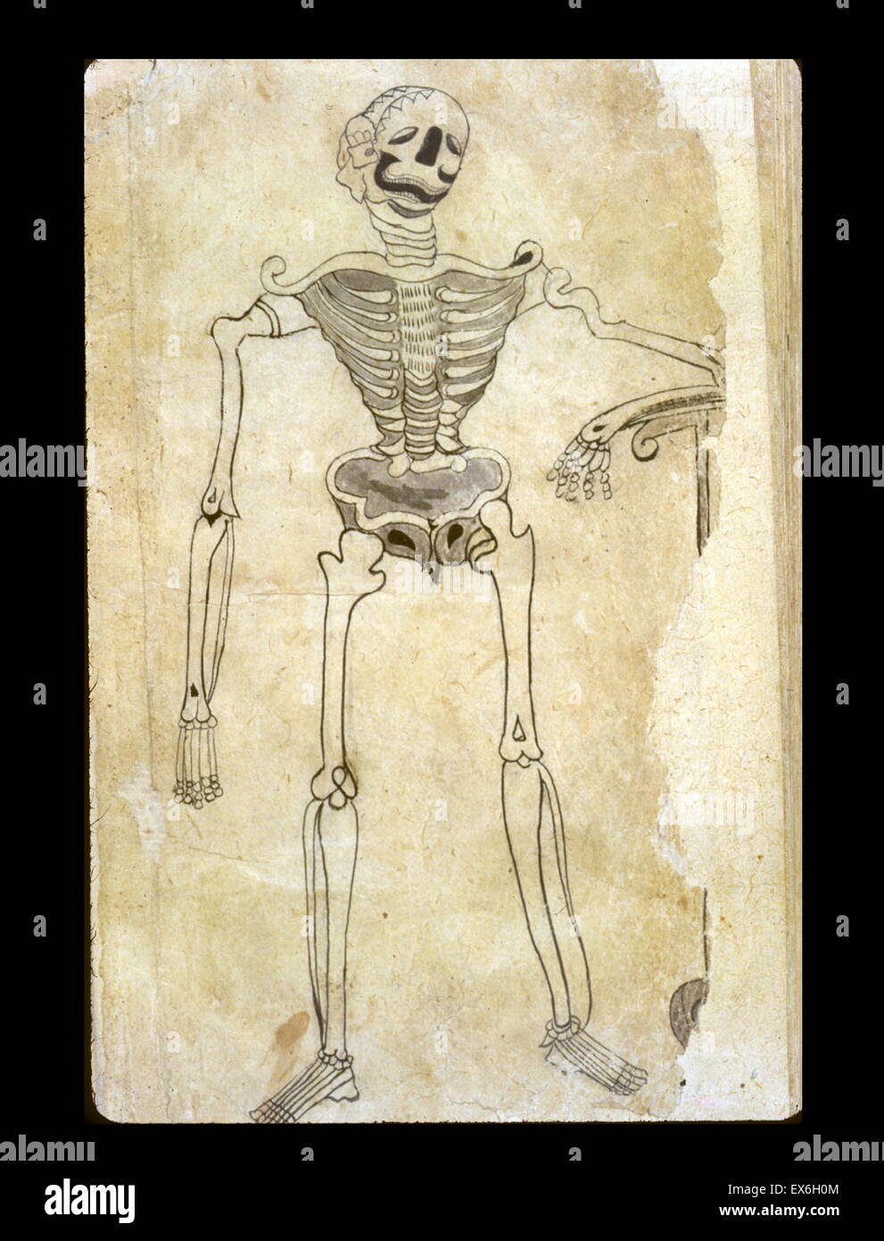 Un dessin à l'encre gris clair et de laver un squelette s'appuyant sur un piédestal. L'un des six feuilles de dessins anatomiques annexée à un Perse Traduction de l'arabe un recueil médical. La figure montre une certaine connaissance de l'illustrations de tissu du Vesalius Banque D'Images