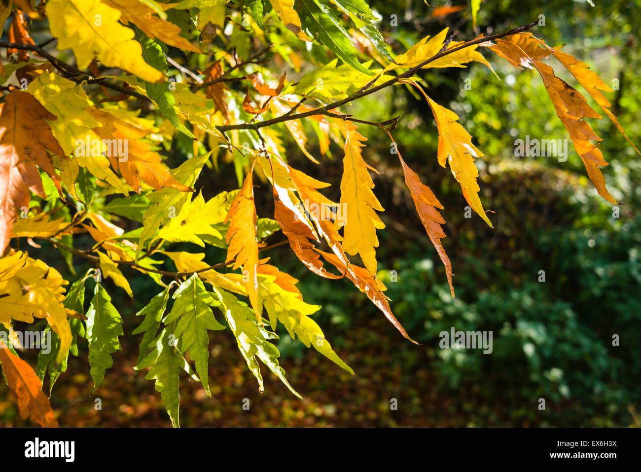 Fagus Asplenifolia hêtre à feuilles coupées avec les feuilles changent de couleur en automne Banque D'Images