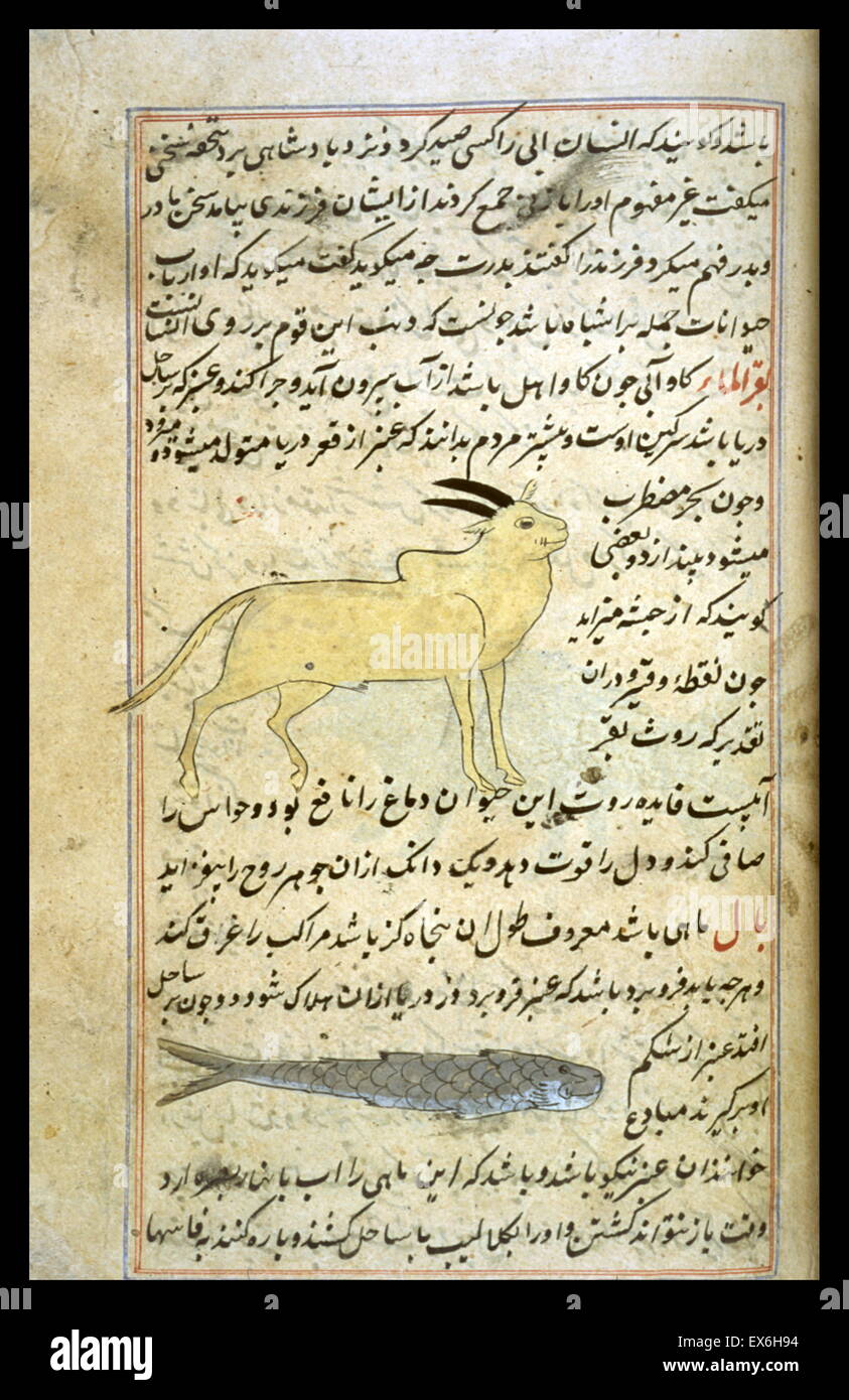 Au-dessus : un taureau, étiqueté baqar al-ma' ('animaux de la mer"). Ci-dessous : un long poisson. À partir d'une copie de "Aj ?'ib al-makhl ?Q ?t wa-ghar ?'ib al-mawj ?d ?t (merveilles de choses créées et Aspects miraculeux de choses existant) par al-Qazw ?n ? (D. 1283/682). Ni le c Banque D'Images