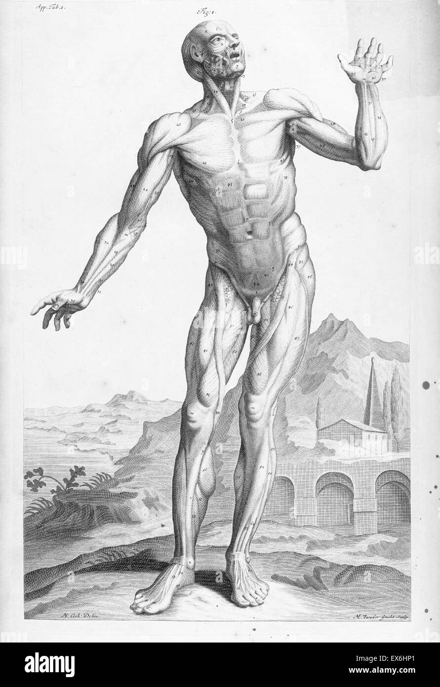 Illustration de "l'anatomie d'organes humains" par William Cowper, (Oxford, 1698) Banque D'Images