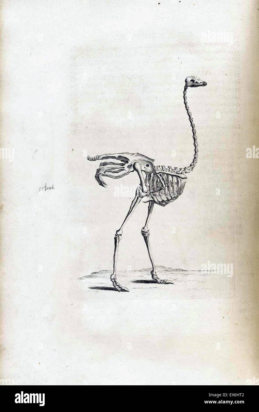 Dessin anatomique d'une autruche par William Cheselden en Osteographia, ou l'anatomie de l'os. (London : 1733). Banque D'Images
