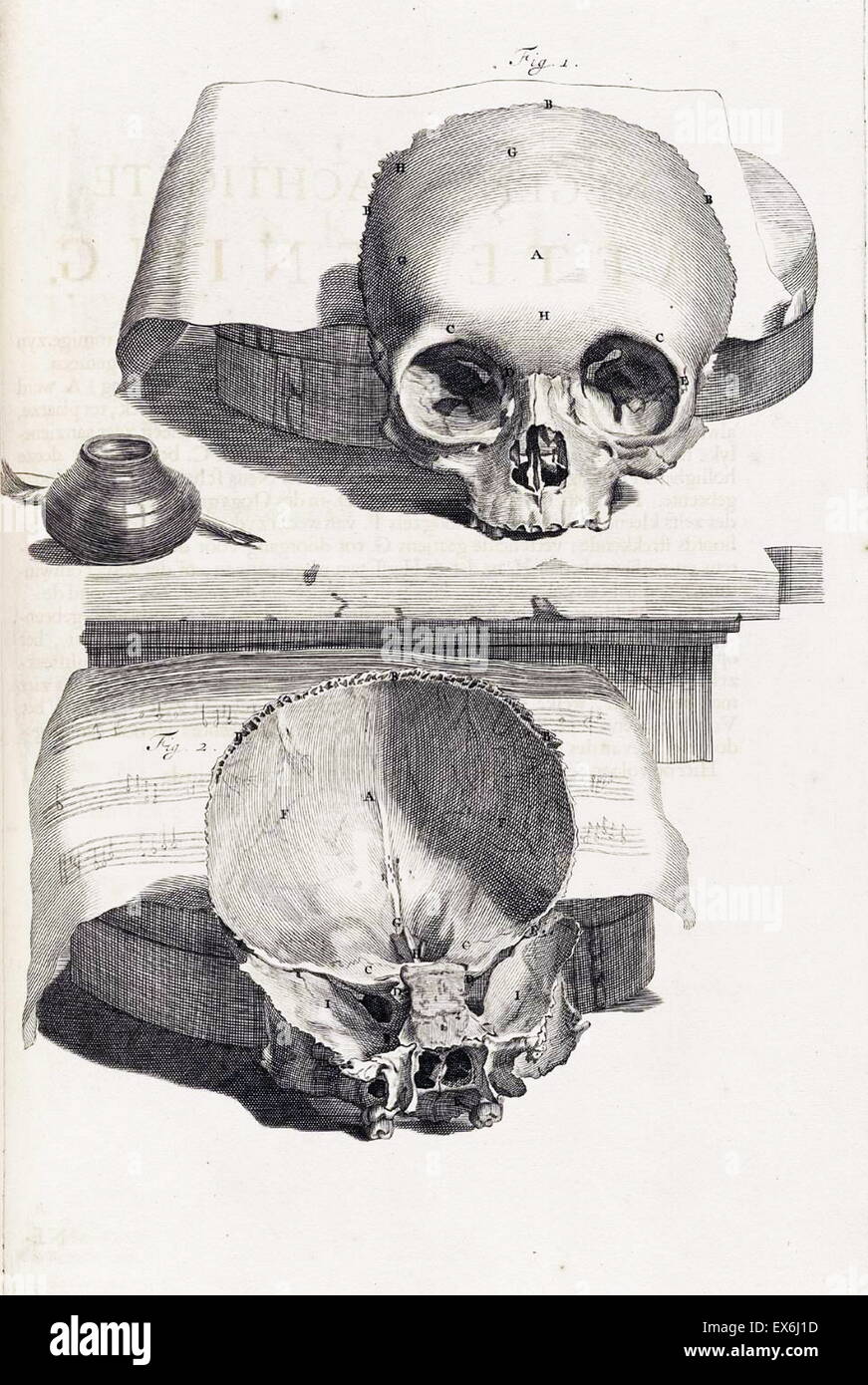 Illustrations de Govard Bidloo, du manuel de l'anatomie des menschelyken Lichaams Ontleding ''. Amsterdam (1690).Govard Bidloo est né à Amsterdam en 1649 et devient professeur d'anatomie à La Haye de 1688 à 1698 Banque D'Images