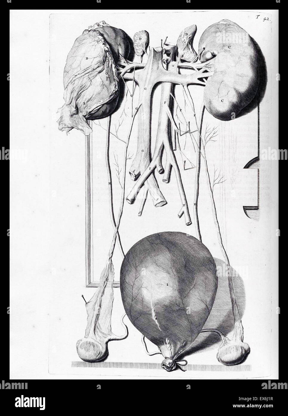 Illustrations de Govard Bidloo, du manuel de l'anatomie des menschelyken Lichaams Ontleding ''. Amsterdam (1690).Govard Bidloo est né à Amsterdam en 1649 et devient professeur d'anatomie à La Haye de 1688 à 1706 Banque D'Images