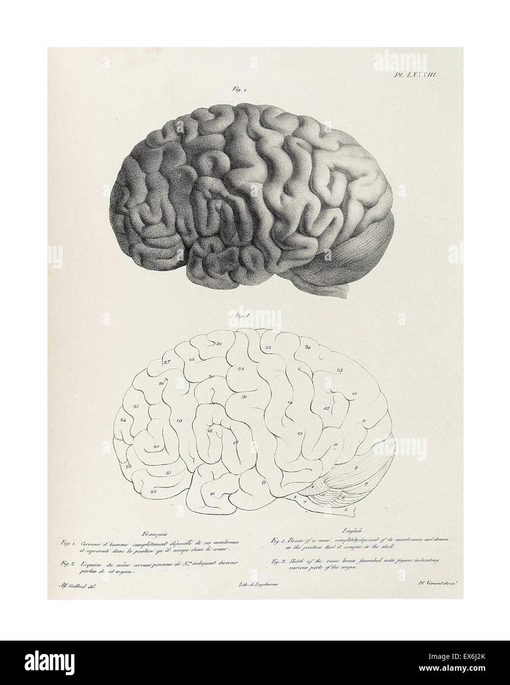 Illustration de 'Traitè de phrénologie humaine et comparée (Paris, 1832-1835), par Joseph Vimont 1795 - 1857. la phrénologie fut fondée au début du 19e siècle par Franz Josef Gall (1758-1828). Il estime que les différents types d'intelligence et de traits de personnalité h Banque D'Images