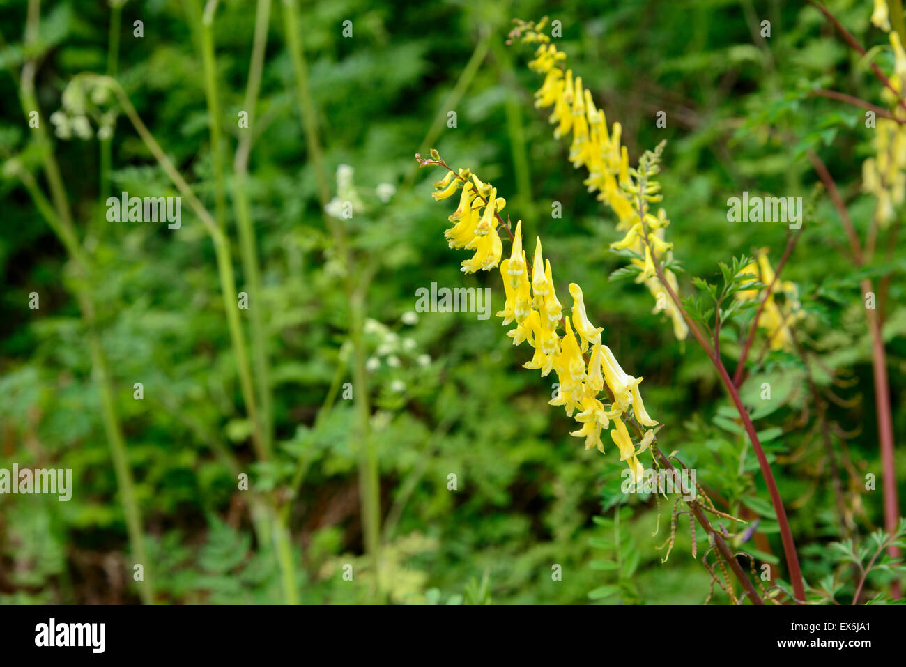 Gros plan du yellow Corydalis heterocarpa Siebold & Zucc. Fleurs dans un état sauvage en jour de pluie. Banque D'Images