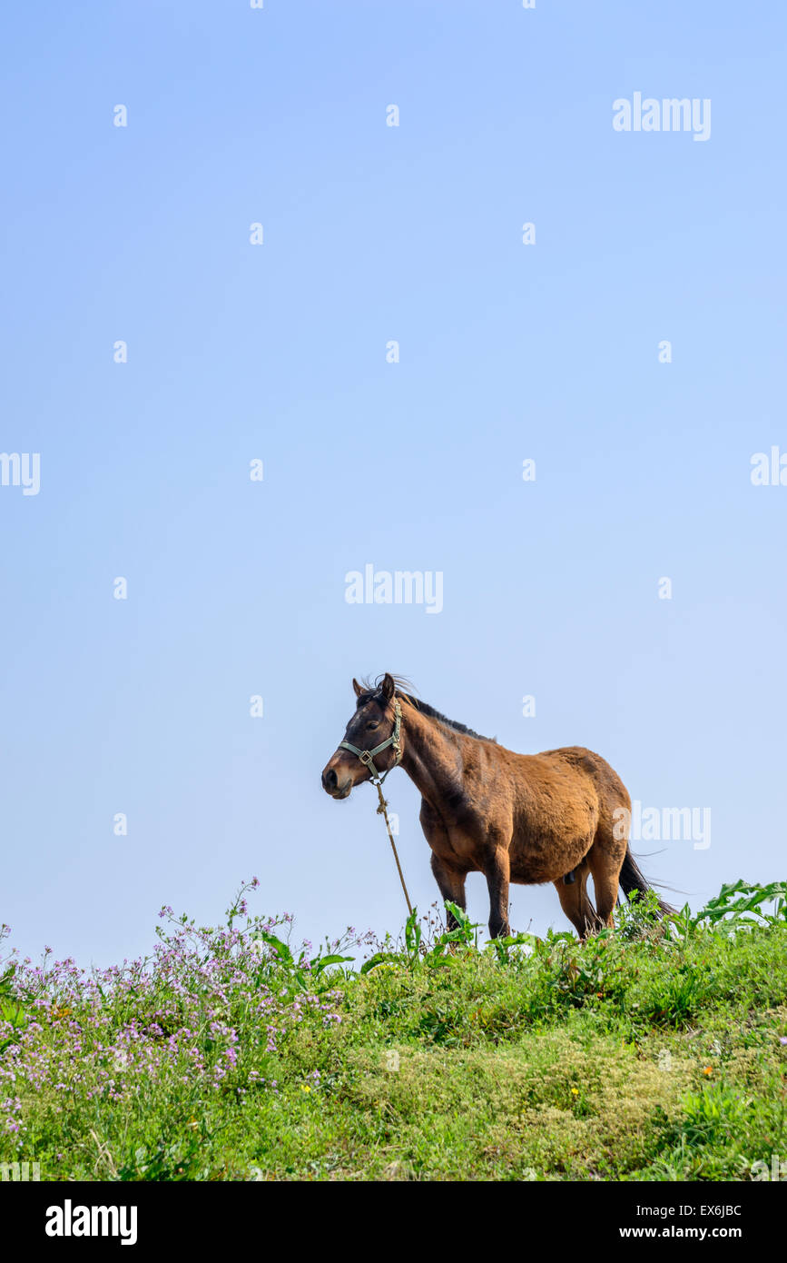 Brown horse sain seul sur une colline verte dans l'île de Jéju, en Corée. Banque D'Images