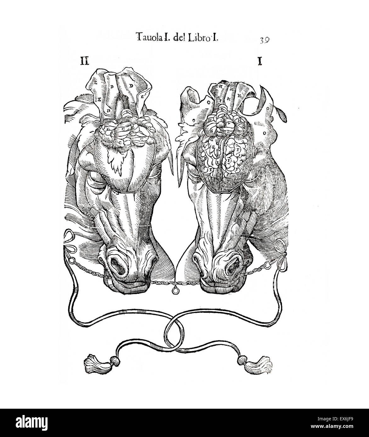 Equine Illustration anatomique de 'Anatomia del cavallo, infermità suoi rimedii, et'. Anatomie d'un cheval) ; (1618). par Carlo Ruini, (1530-1598) Banque D'Images