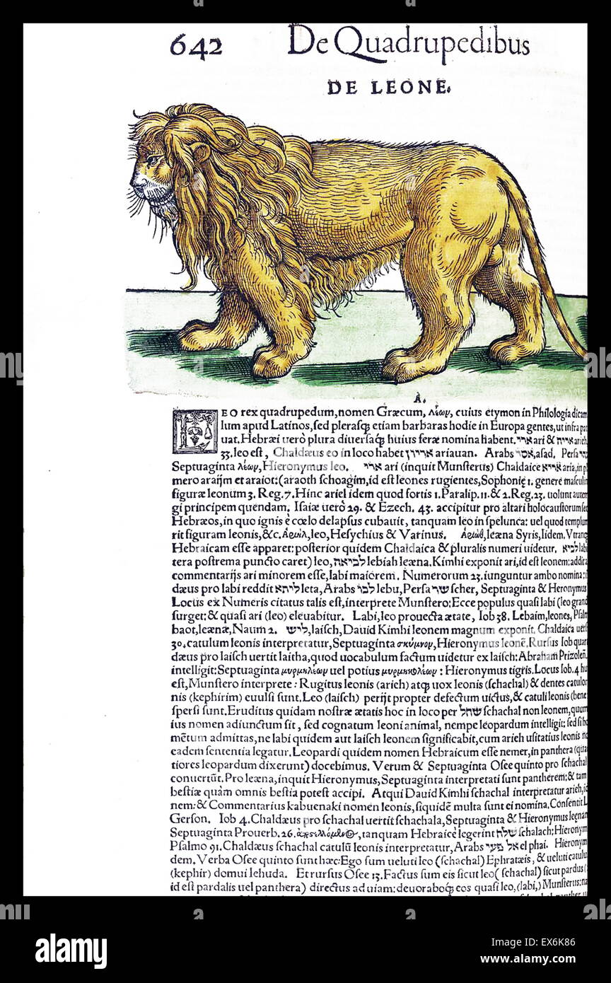 Lion Illustration de 'Medici Tigurini Historiae animalium" Historia animalum 1564 ; un livre d'Anatomie vétérinaire, par Conradi Gesneri 1516-1588 Banque D'Images