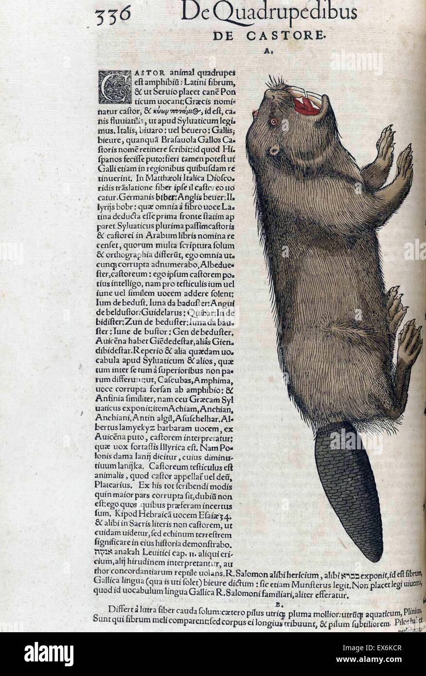 Illustration d'un castor, de 'Medici Tigurini Historiae animalium" Historia animalum 1564 ; un livre d'Anatomie vétérinaire, par Conradi Gesneri 1516-1607 Banque D'Images